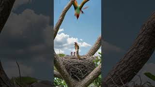 뱀에 맞서 싸우는 앵무새 부부의 눈물겨운 사투! The Macaw Couple's Desperate Fight Against a Cobra!