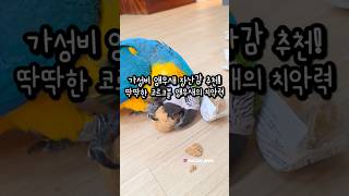 딱딱한 코르크볼 부수기 앵무새의 치악력! #앵무새