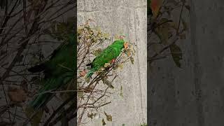 사람들 웃음 따라 웃는 갱상도 앵무새!