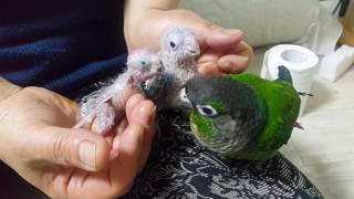 ♤성장기♤그린칙 코뉴어 앵무새 남매 만나다