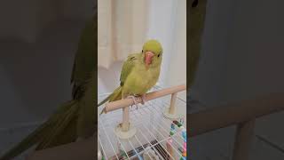 얘는 얼마에요? #앵무새 #parrot #루티노퀘이커 #birds #래브라두들 #cute #길냥이구조 #냥춘기 #고양이 #까치집