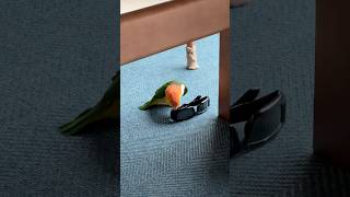 환타몰카 짱나네 !!! #parrot #birds #p…