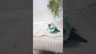 로또가 뒹구루르 #모란앵무새