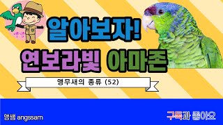 연보라빛 아마존앵무