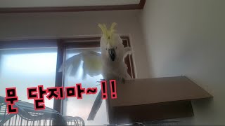 문 닫으면 괴성 지르고 화내는 앵무새