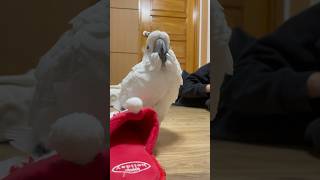 잠이 오는 곡각두 순무❤️ #parrot #cockat…