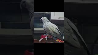 대구 사투리 배운 붐이 #회색앵무 #greyparrot…