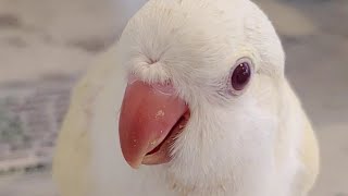 한번 보면 빠져드는 앵무새 영상 모음 If you watch this video, you'll fall for the parrot.