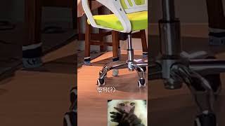 말문 트인 김짹.. #앵무새 #유리앵무 #앵무새말