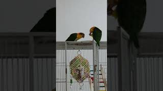 카이큐 앵무새! 서로 쳐다보는 눈빛! 바람불고 비오는날…