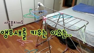 내가 앵무새를 키우는 이유