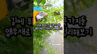 앵무새와 길에 튀어나온 나뭇가지 정리했습니다 #앵무새
