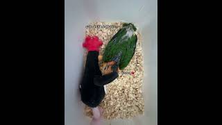 우리집 새식구를 소개합니다~ 4월 15일생 노란머리카이큐♡ #노랑머리 #카이큐앵무새 #아기새 #카이큐 #앵집사 #앵무새키우기