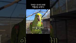 [말하는 앵무새]날기싫을 땐 말로 직접 말하겠어 안날래…
