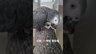 수박먹는  앵무새  #parrot #앵무새 #birds #greyparrots #cute #회색앵무 #pets #반려동물 #animals