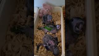 퀘이커앵무, 한스마카우, 뉴기니아, 청금강 #앵무새 #birds #parrot #birdslover