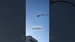 #호주 흔히 볼수있는 #코카투앵무새 #vlog #호주생활 #호주워홀