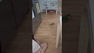 꿀꽈베기로 하루 유혹하기ㅋㅋ #앵무새 #퀘이커 #앵무새간식 #반려조랑놀기