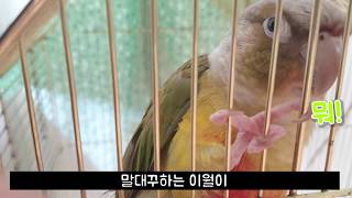 아무동물대잔치] 말대꾸하는 앵무새?! - 말하는 코뉴어…
