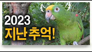 지난 추억 /  별이가 한참 말 잘하던 시기 / 앵무새 막말 / 앵무새가 개콘보다 더 웃기다!!  / 사람과 대화 가능앵무새 / ANGRY BIRD