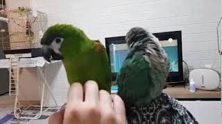 한스마카우 앙꼬의 사랑고백ㅡ 들어보실라우? 2탄