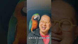 아빠가 갑자기 미친듯이 웃을때 앵무새의 반응은? #왕크왕귀 #할리퀸마카우 #shorts