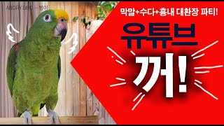개콘보다 웃긴 앵무새 / 앵무새가 엄마 흉내를 낸다면??? / 수다+막말+흉내 웃음 종합 선물세트  / 사람과 대화 가능앵무새 / ANGRY BIRD