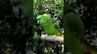 Amazon Parrot : The Best Talki…
