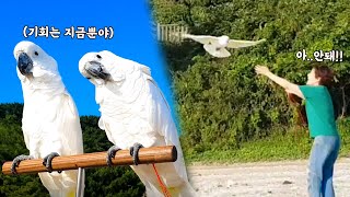 사회적거리두기 실천하는 앵무새_앵무적거리두기 #앵무새산책 #코카투 #앵무새키우기 #반려동물추천