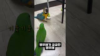 앵무새가 궁금한 앵무새뉴기니아 [철수(9개월)가 새로온…
