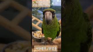 손한번잡아주이소 / 쟈딘앵무 