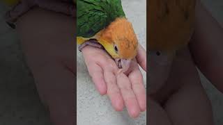 국수 먹는 아기앵무새 #노란머리카이큐 #앵무새 #par…