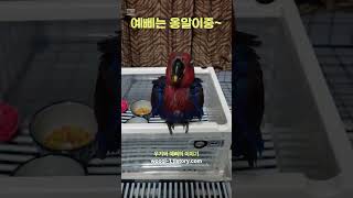 예삐는 옹알이중~  #shorts  #birds #pa…