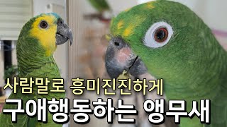 흥미진진하게 사람말로 구애행동하는 앵무새 | 말로 어떻게든 꼬셔보겠다고 졸졸졸 | 사랑이는 오빠는 내꺼야 열불터져 !!!