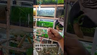 농장 마스코트 청금강 &quot;청풍이&quot;  #…