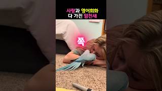 사랑과 영어회화 다 가진 엄친 앵무새 #앵무새