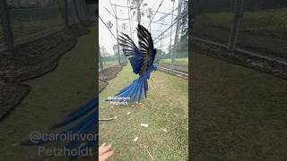 Happy Hyacinth Macaw can’t sto…