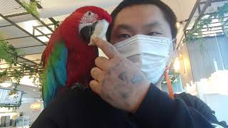 홍금강앵무새 크기ㄷㄷ