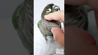 앵무새 긁긁 해주기 (블루코뉴어)