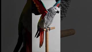 When a Parrot Hears Music… Instant Vibes!