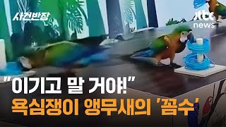 "이기고 말 거야!" 욕심쟁이 앵무새의 '꼼수' #글로벌픽 / JTBC 사건반장