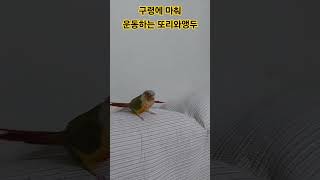 구령에 맞춰 운동하는 파인애플코뉴어 앵무새