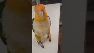 노란머리 카이큐 솔라는 겁이 많다