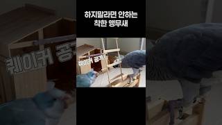 하지말라면 안하는 착한 앵무새  회색앵무 잠바