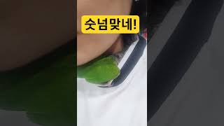 베벡이는 순대의 별명이랍니다 ㅎㅎ #새순대 #앵무새 #…
