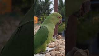 Green parrot, cute reactions