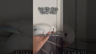 집사 잘했다고 칭찬해주는 앵무새 이다복 #앵무새 #퀘이커앵무새 #러블리다다즈 #앵무새이다복