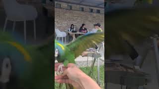 #옐로우카라마카우#아마조나_첫나들이#비행꿈나무