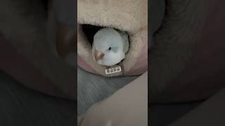 진~~한 뽑뽀와 함께 이벤트 관련 소식!(고정댓글)#퀘이커앵무송꾸꾸