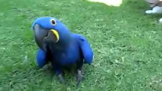 대형 앵무새 소녀를 쫓는!